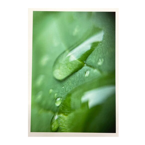 Cottage Series #5 ACEO Macro Photo *Limited Edition* Nature Mini Art Card - Picture 1 of 1